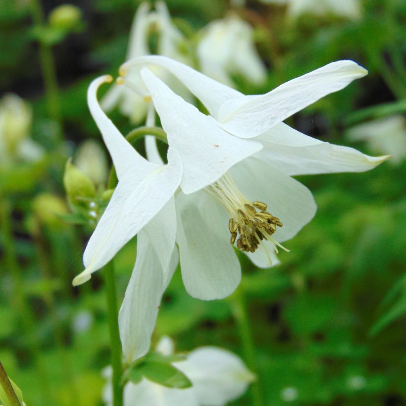 Ancolie - Aquilegia vulgaris Munstead White (Floraison)