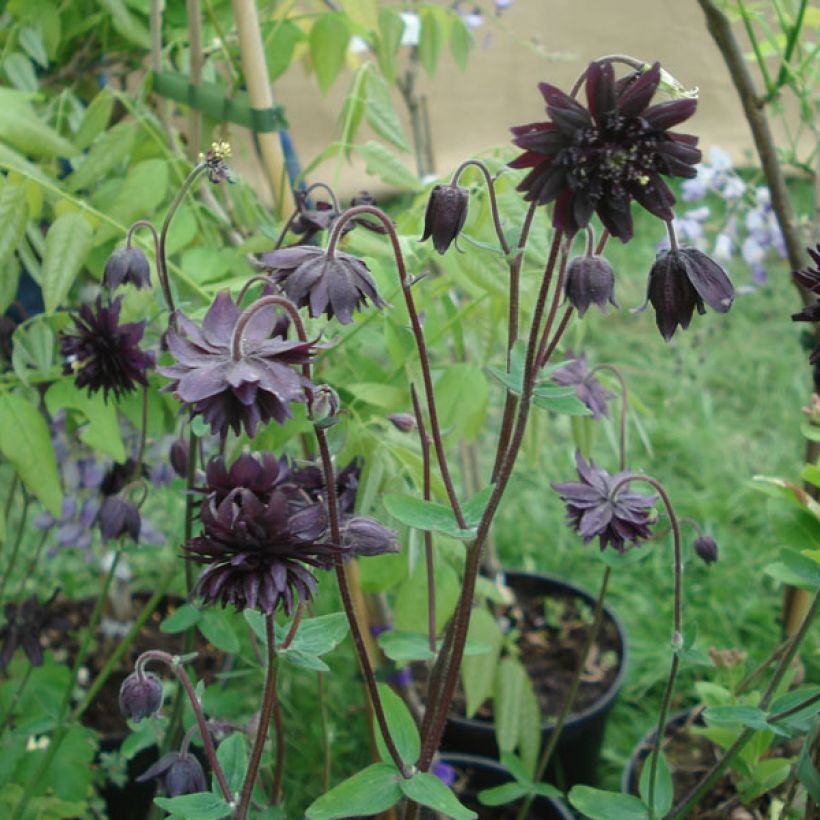 Ancolie hybride Black Barlow - Aquilegia Black Barlow (Port)