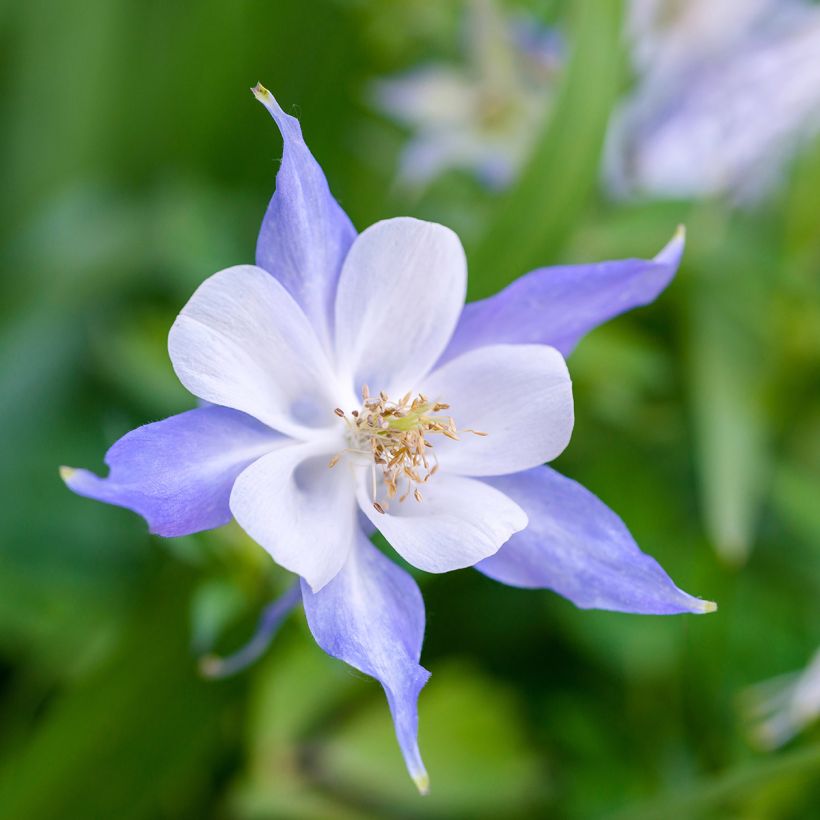 Ancolie Blue Star - Aquilegia (x) hybrida (Floraison)