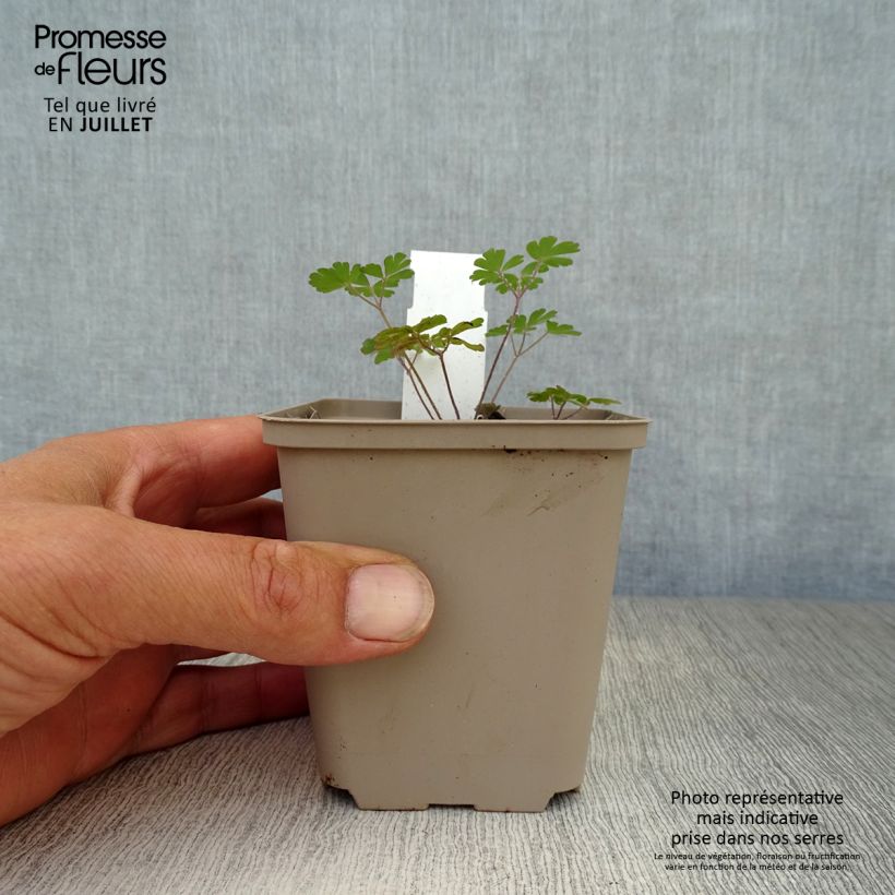 Spécimen de Ancolie Chocolate Soldier - Aquilegia viridiflora Godet de 8/9 cm tel que livré en été