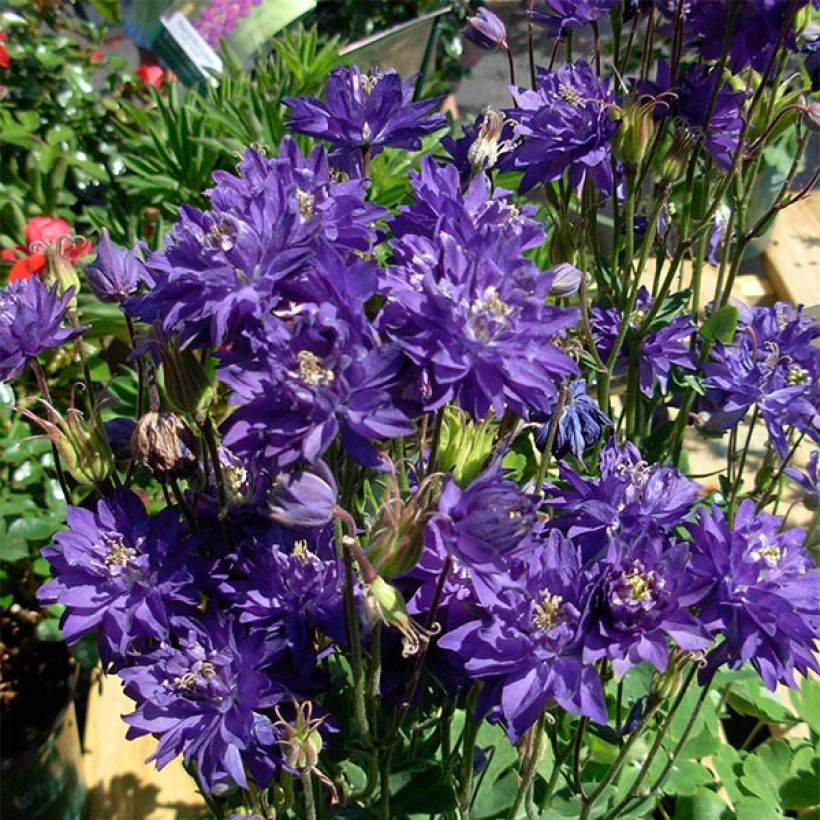 Ancolie Clementine Blue - Aquilegia vulgaris (Floraison)