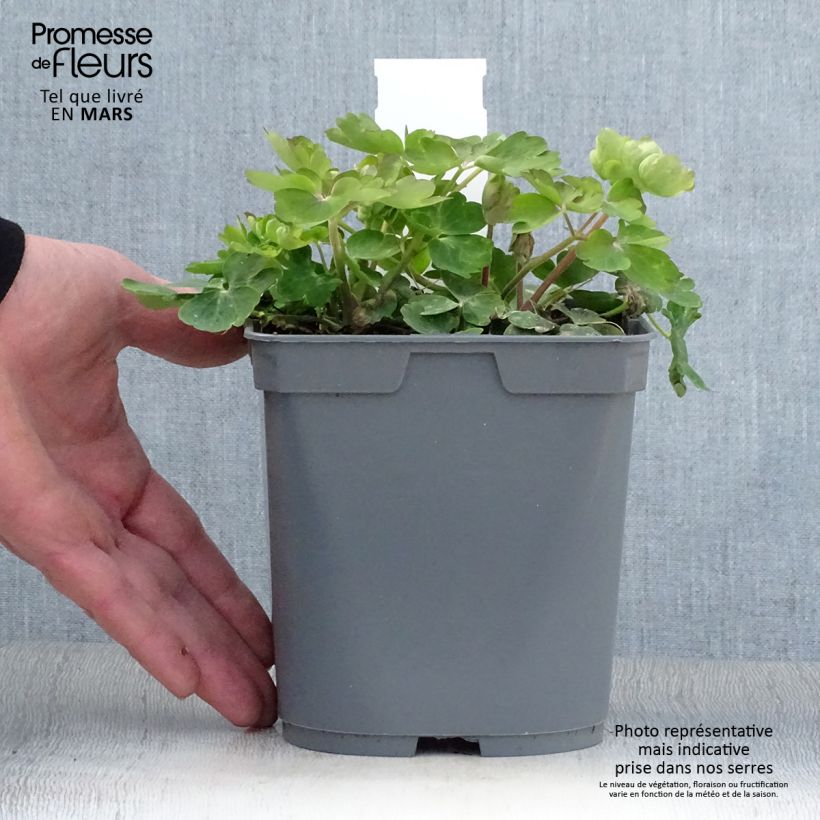 Spécimen de Ancolie Clementine Blue - Aquilegia vulgaris en pot de 2/3 litres tel que livré au printemps