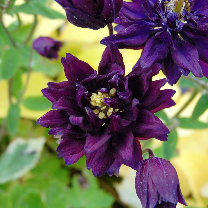 Ancolie Clementine Dark Purple - Aquilegia vulgaris (Floraison)