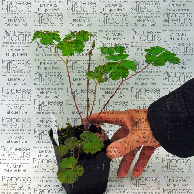 Exemple de spécimen de Ancolie Clementine Salmon Rose - Aquilegia vulgaris Godet de 9cm tel que livré