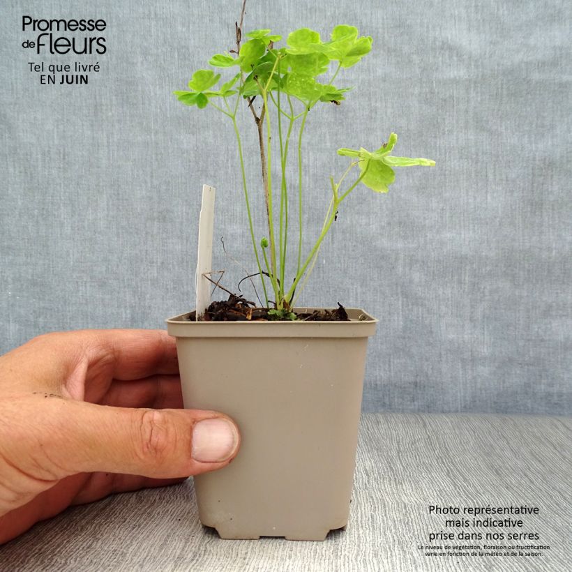 Spécimen de Ancolie Clementine White - Aquilegia vulgaris Godet de 8/9 cm tel que livré en été