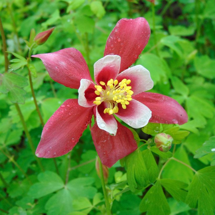 Ancolie Crimson Star (rouge et blanche) - Aquilegia vulgaris (Floraison)