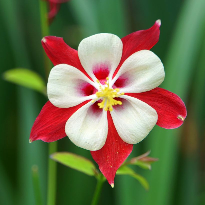 Ancolie Crimson Star (rouge et blanche) - Aquilegia vulgaris (Floraison)