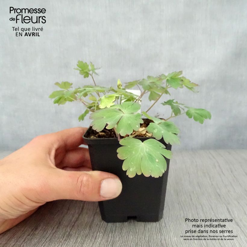 Spécimen de Ancolie Crimson Star (rouge et blanche) - Aquilegia vulgaris en godet de 9 cm tel que livré au printemps