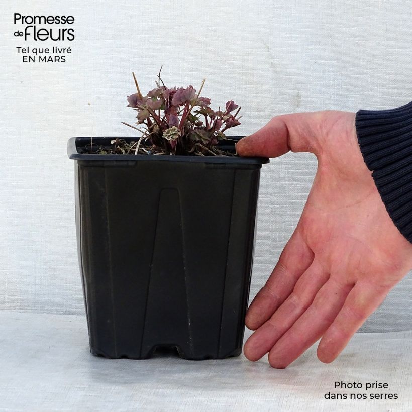 Spécimen de Ancolie Crimson Star (rouge et blanche) - Aquilegia vulgaris en pot de 2/3L tel que livré au printemps