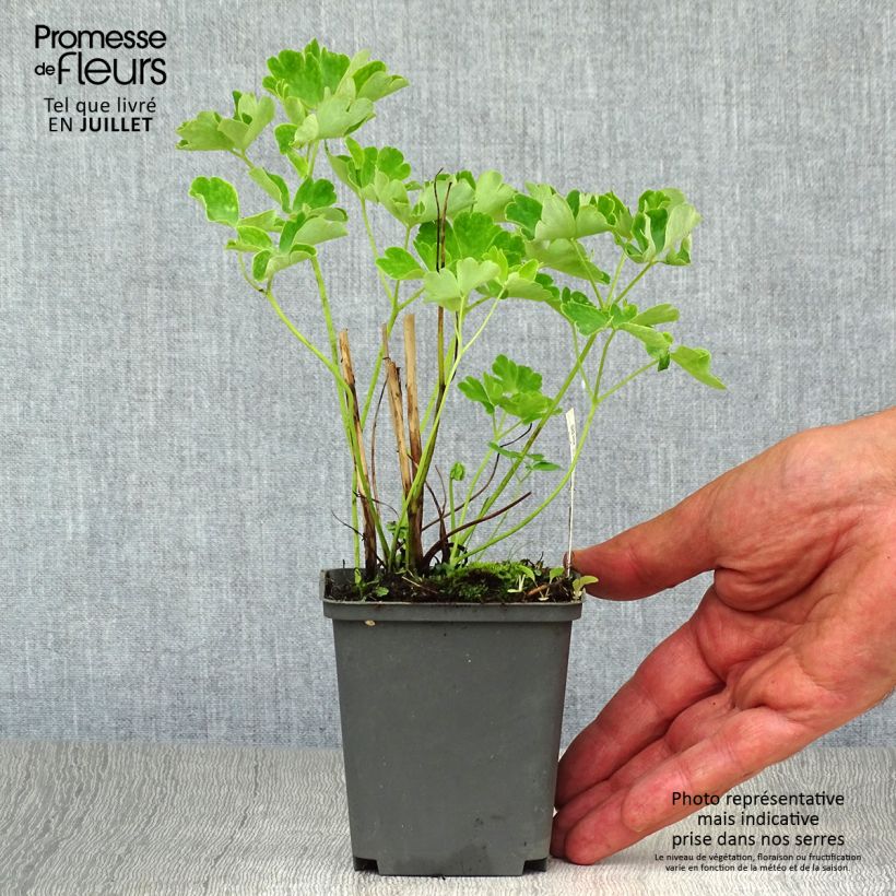 Spécimen de Ancolie Green Apples - Aquilegia vulgaris Godet de 8/9 cm tel que livré en été