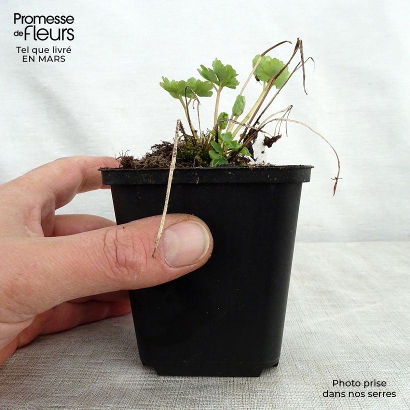 Spécimen de Ancolie Green Apples - Aquilegia vulgaris  Godet de 8/9 cm tel que livré au printemps
