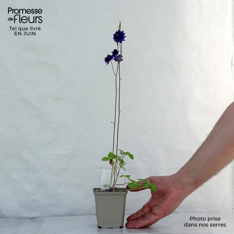 Spécimen de Ancolie Hybride Blue Barlow, Aquilegia Blue Barlow Godet de 8/9 cm tel que livré en été