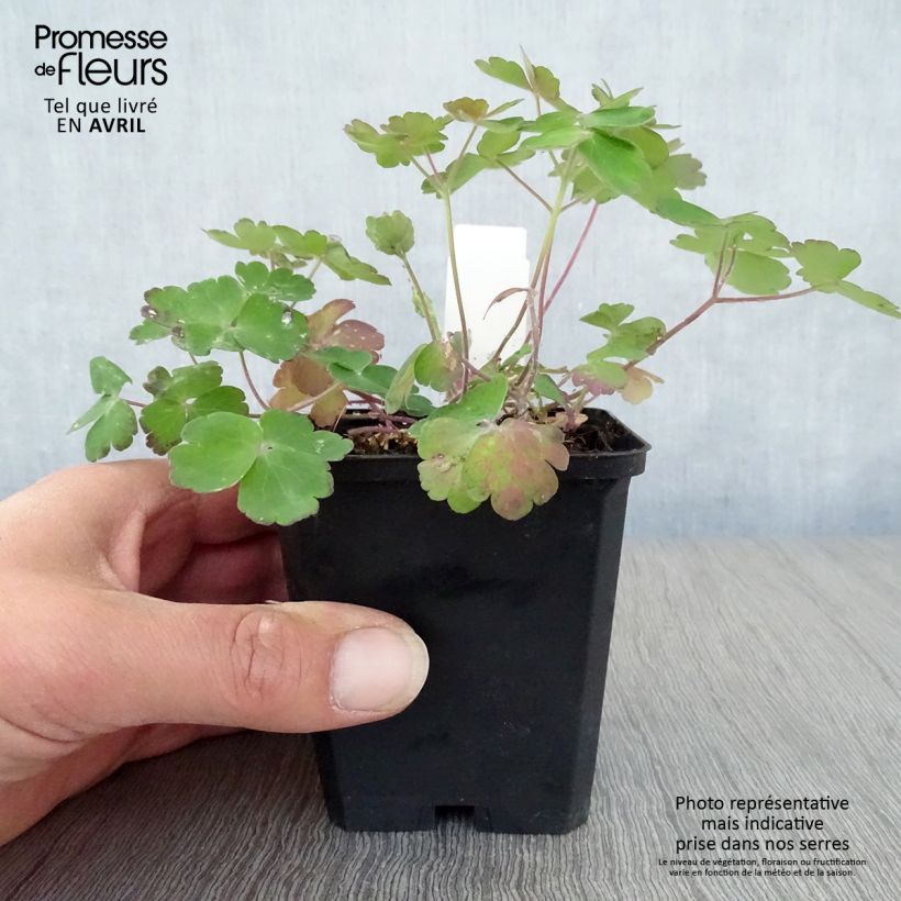 Spécimen de Ancolie Hybride Blue Barlow, Aquilegia Blue Barlow Godet de 9cm tel que livré au printemps