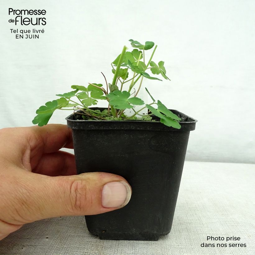 Spécimen de Ancolie Winky Double Dark Blue White - Aquilegia vulgaris Godet de 8/9 cm tel que livré en été