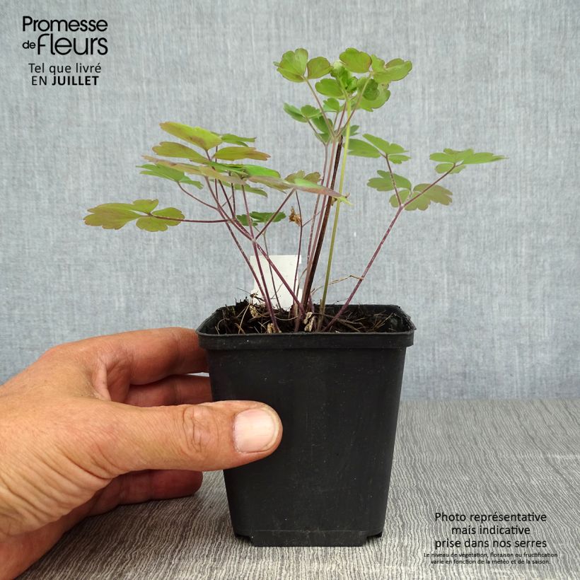 Spécimen de Ancolie Winky Double Rose White - Aquilegia vulgaris Godet de 8/9 cm tel que livré en été