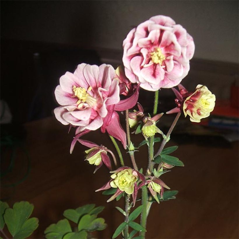 Ancolie Winky Double Red White - Aquilegia vulgaris. (Floraison)