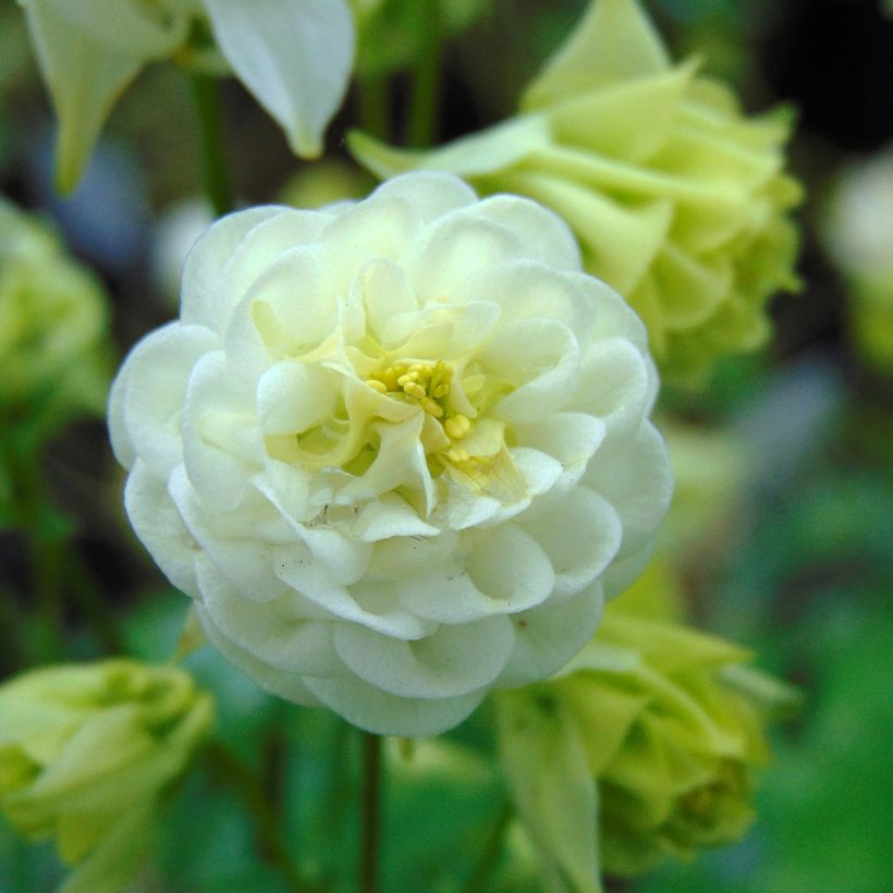Ancolie Winky White and White - Aquilegia vulgaris (Floraison)