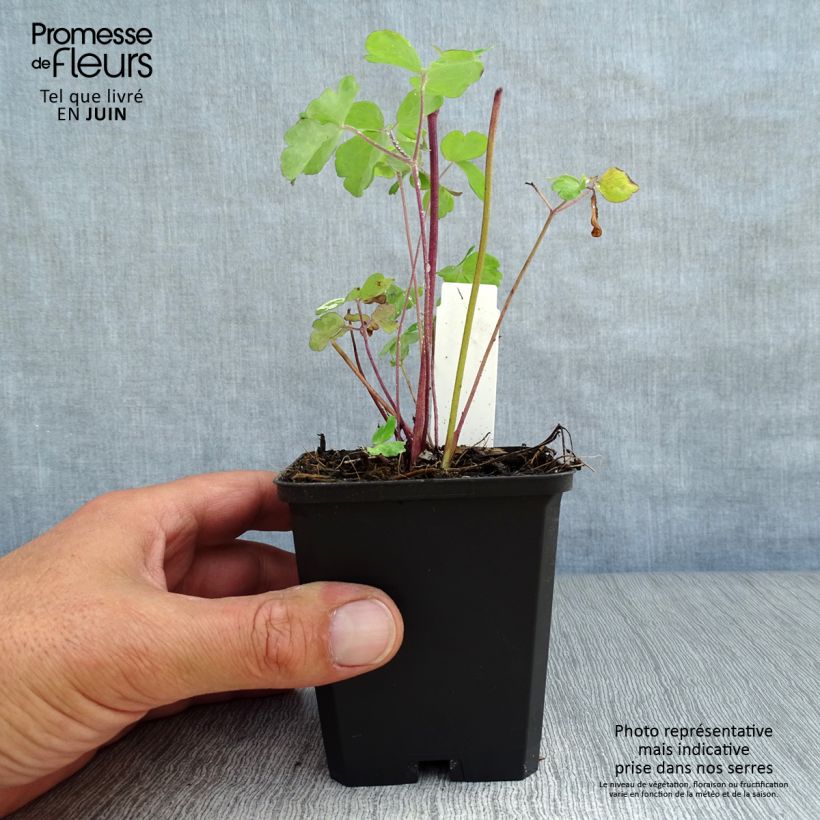 Spécimen de Ancolie des Alpes (bleu vif) - Aquilegia alpina Godet de 8/9 cm tel que livré en été