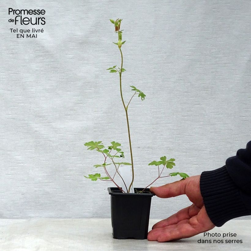 Spécimen de Ancolie du Canada, Aquilegia canadensis Godet de 8 cm tel que livré au printemps