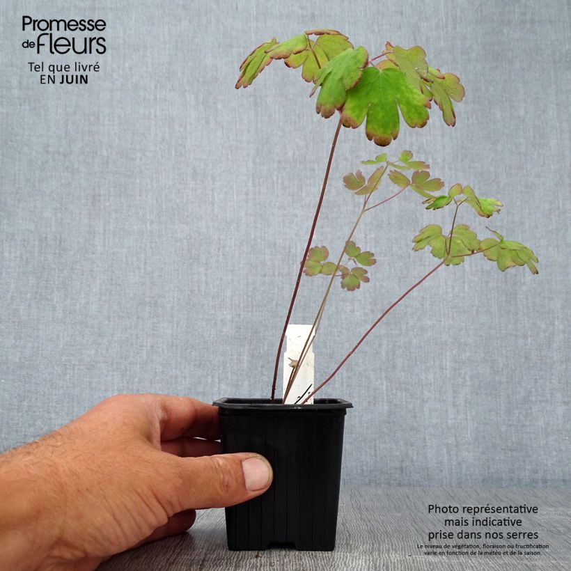 Spécimen de Ancolie du Canada, Aquilegia canadensis Godet de 8/9 cm tel que livré en été