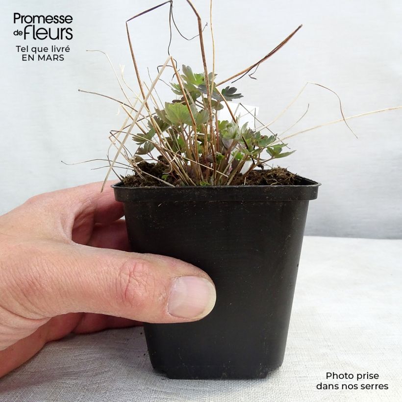 Spécimen de Ancolie du Canada, Aquilegia canadensis Little Lanterns Godet de 9cm tel que livré au printemps