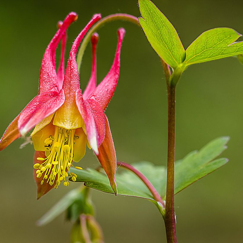 Ancolie du Canada, Aquilegia canadensis (Floraison)