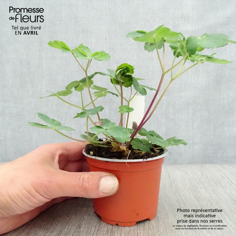 Spécimen de Ancolie hybride Black Barlow - Aquilegia Black Barlow Godet de 9cm tel que livré au printemps