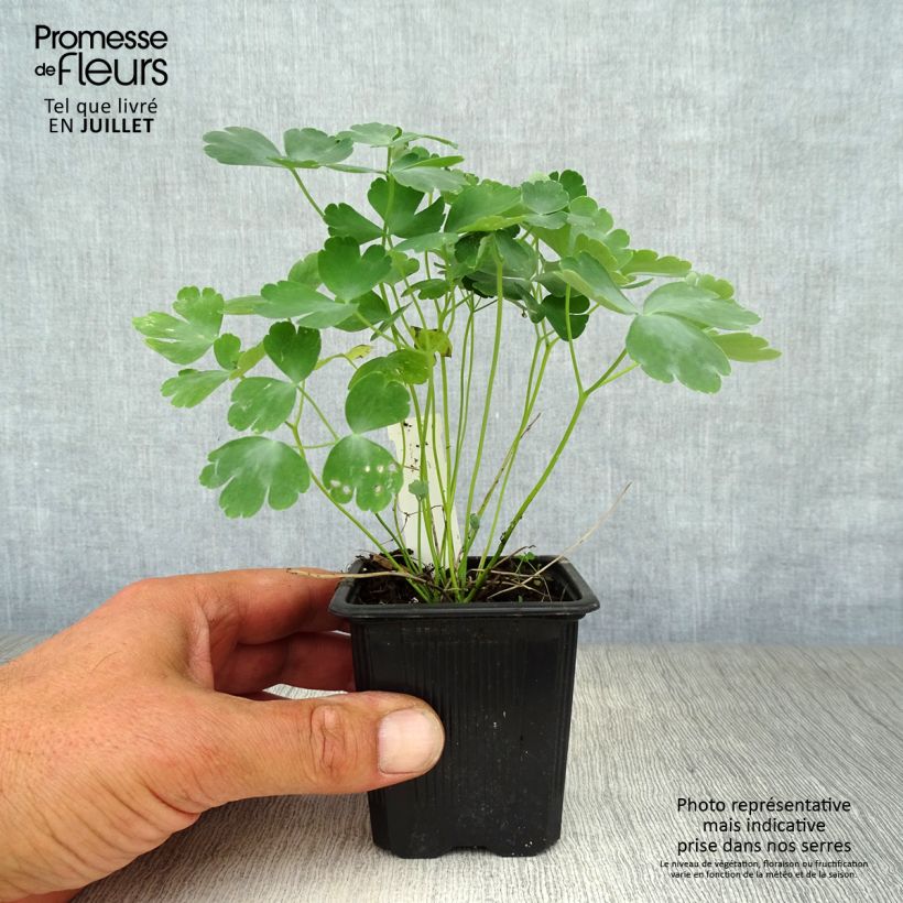 Spécimen de Ancolie hybride Nora Barlow - Aquilegia Nora Barlow Godet de 8/9 cm tel que livré en été