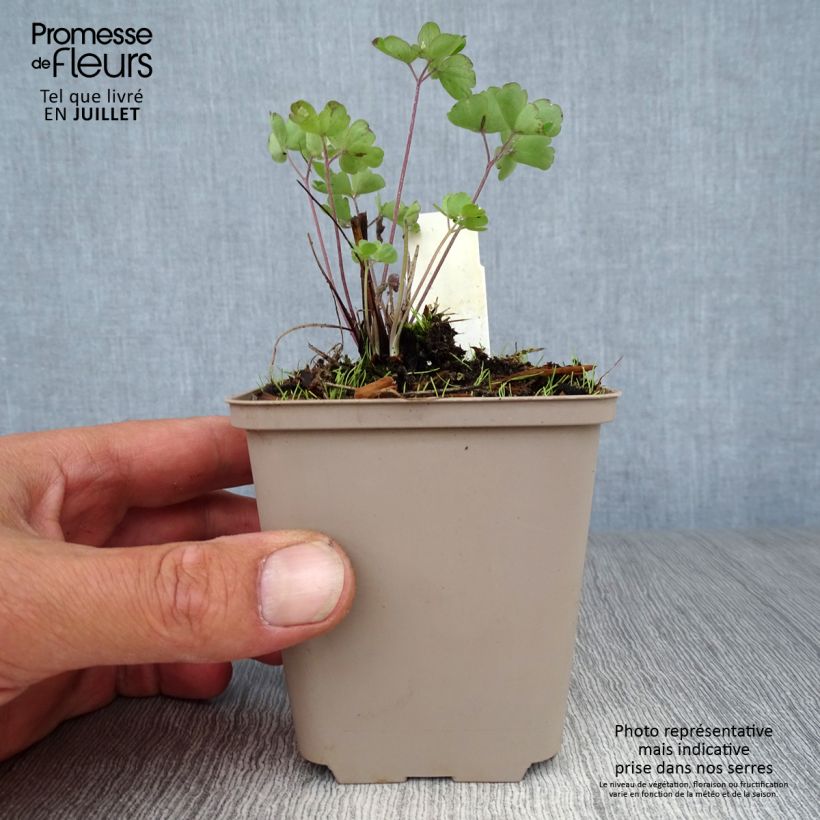 Spécimen de Ancolie hybride Rose Barlow - Aquilegia Godet de 8/9 cm tel que livré en été