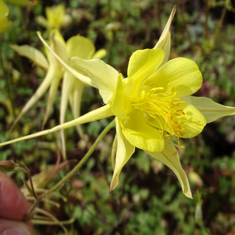 Ancolie jaune - Aquilegia chrysantha Yellow Queen (Floraison)