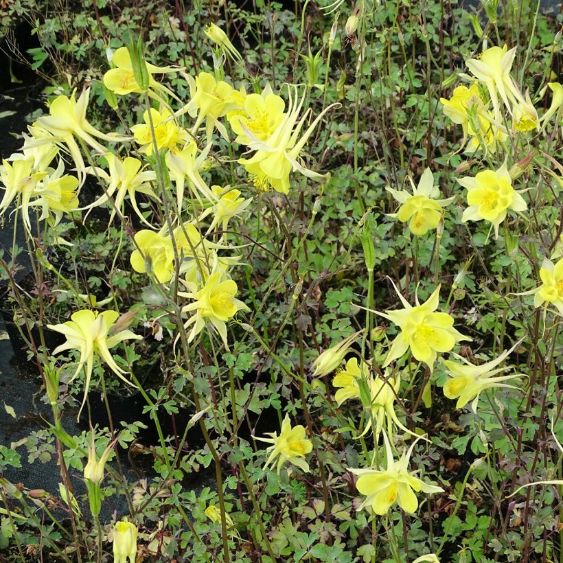 Ancolie jaune - Aquilegia chrysantha Yellow Queen (Port)