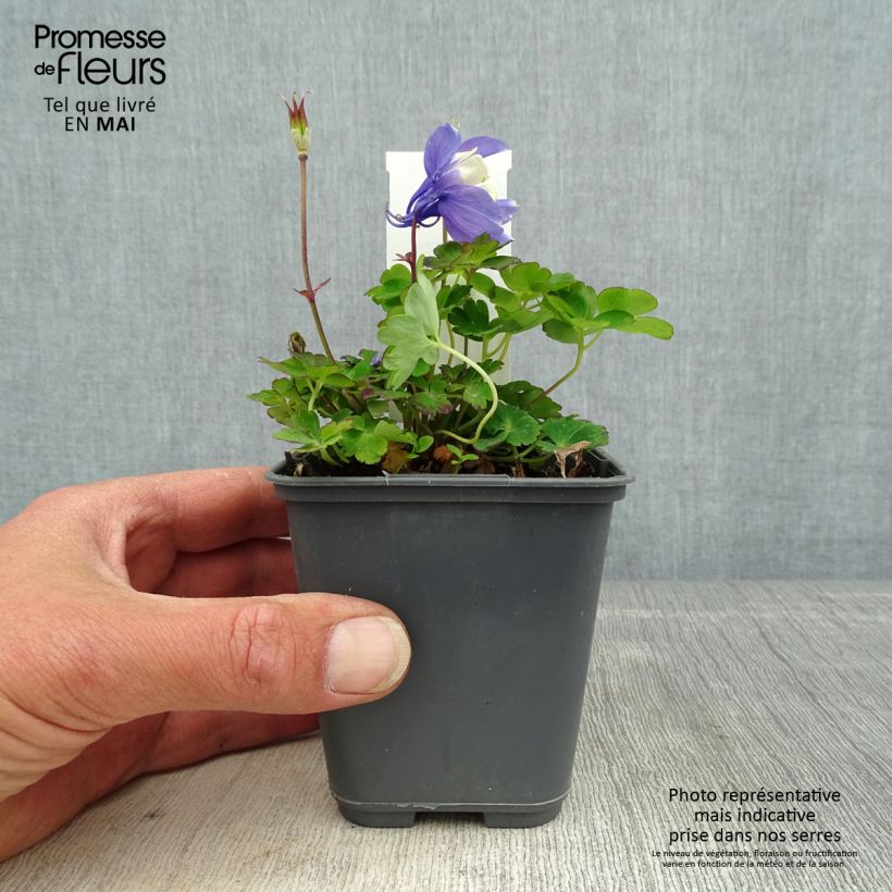 Spécimen de Ancolie naine - Aquilegia flabellata Cameo Blue and White Godet de 9cm tel que livré au printemps
