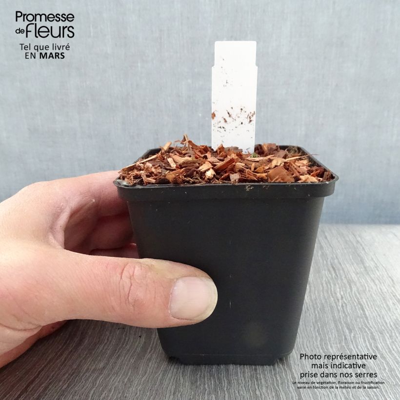 Spécimen de Ancolie naine - Aquilegia flabellata Cameo White Godet de 9cm tel que livré au printemps