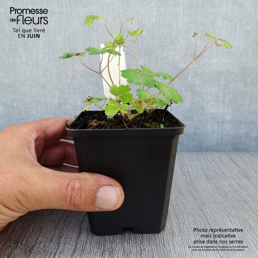 Spécimen de Ancolie naine - Aquilegia flabellata Ministar Godet de 8/9 cm tel que livré en été