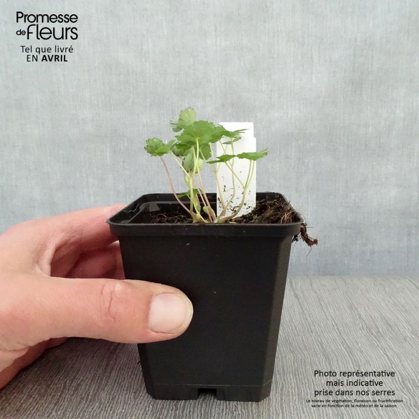 Spécimen de Ancolie naine - Aquilegia flabellata Ministar Godet de 9cm tel que livré au printemps