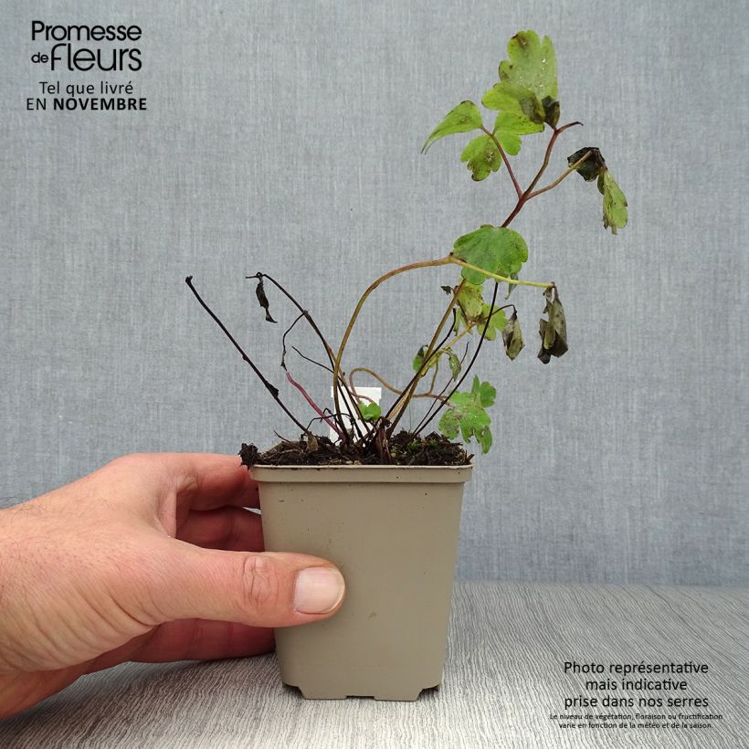 Spécimen de Ancolie vulgaris Ruby Port Godet de 8/9 cm tel que livré en automne