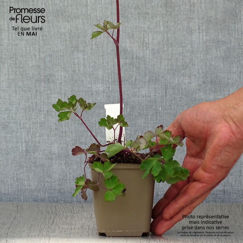 Spécimen de Ancolie vulgaris Ruby Port Godet de 9cm tel que livré au printemps
