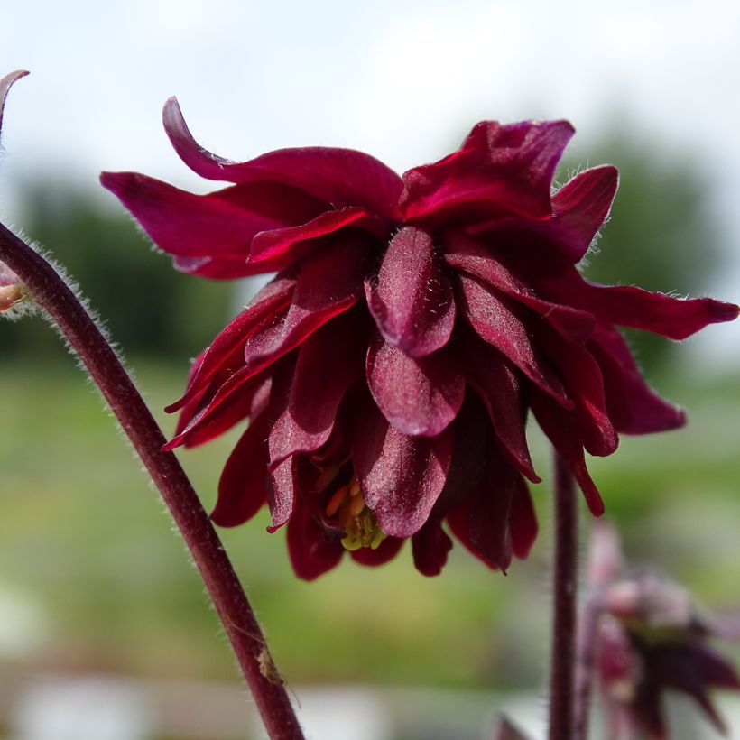 Ancolie vulgaris Ruby Port (Floraison)