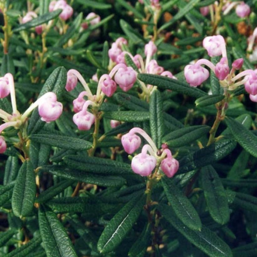 Andromède à feuilles de Podium - Andromeda polifolia Compacta (Feuillage)