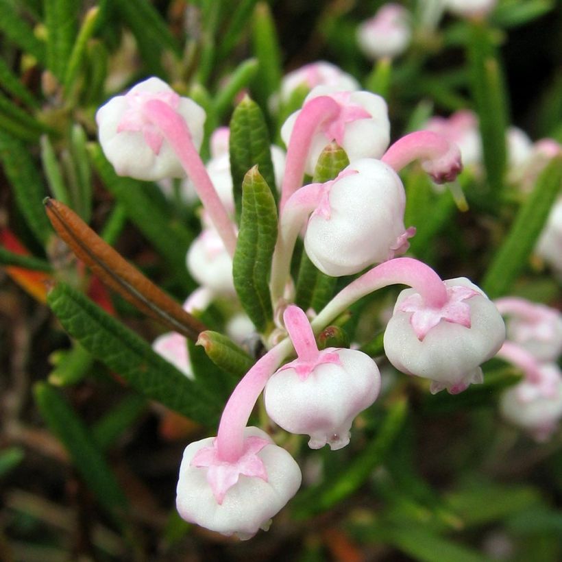 Andromède à feuilles de Podium - Andromeda polifolia Compacta (Floraison)