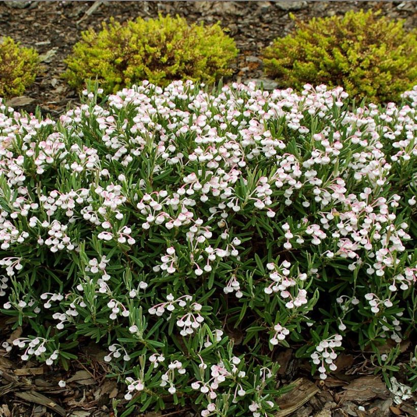 Andromède à feuilles de Podium - Andromeda polifolia Compacta (Port)