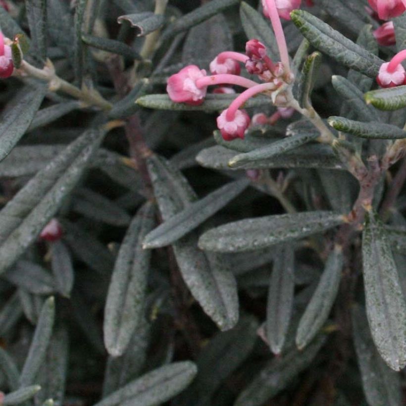 Andromède à feuilles de Podium - Andromeda polifolia Blue Lagoon (Feuillage)