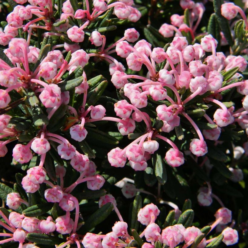 Andromède à feuilles de Podium - Andromeda polifolia Blue Lagoon (Floraison)