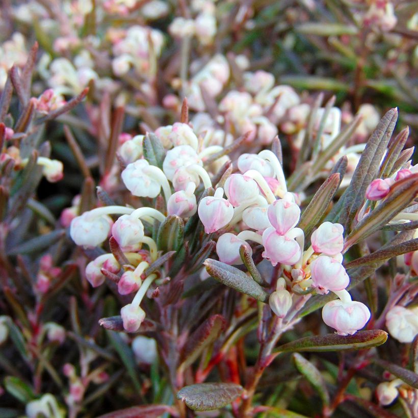 Andromède à feuilles de Polium - Andromeda polifolia Blue Ice (Floraison)