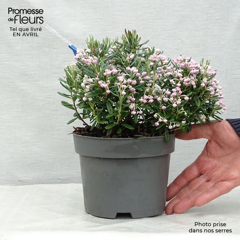 Spécimen de Andromède à feuilles de Polium - Andromeda polifolia Blue Ice en pot de 2/3L tel que livré au printemps