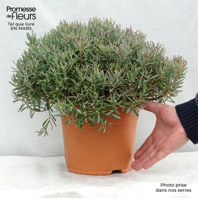 Spécimen de Andromède à feuilles de Polium - Andromeda polifolia Blue Ice en pot de 4L/5L tel que livré au printemps