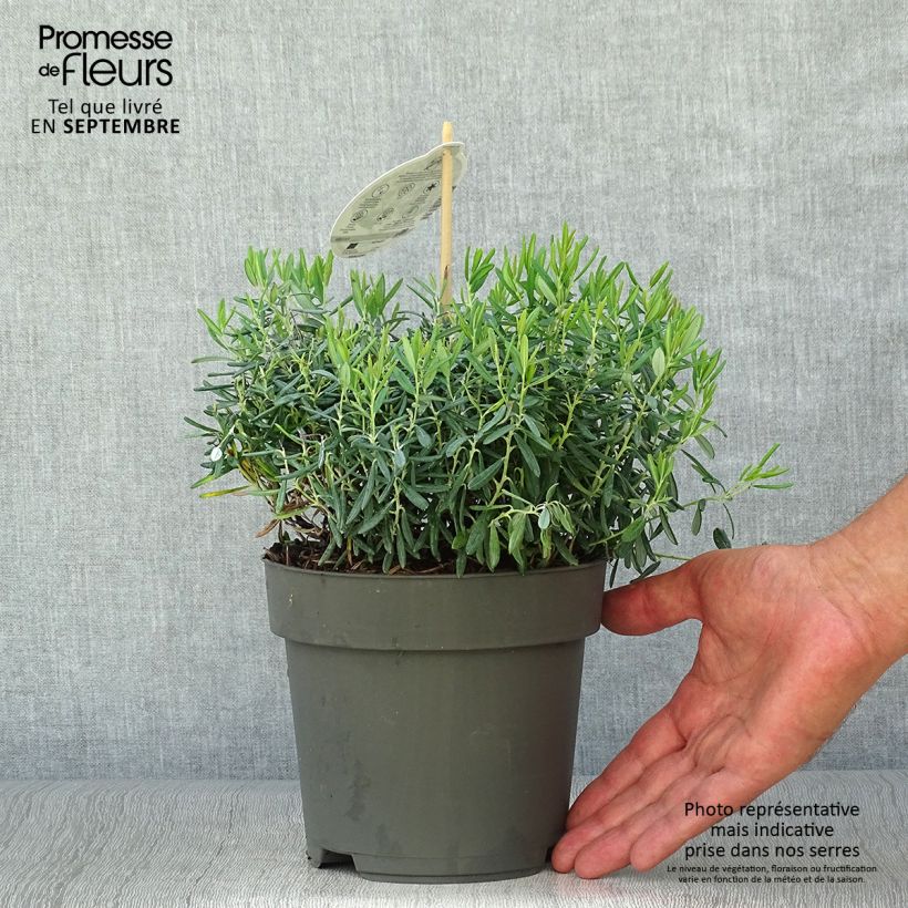 Spécimen de Andromède à feuilles de Polium - Andromeda polifolia Blue Ice Pot de 4L/5L tel que livré en automne