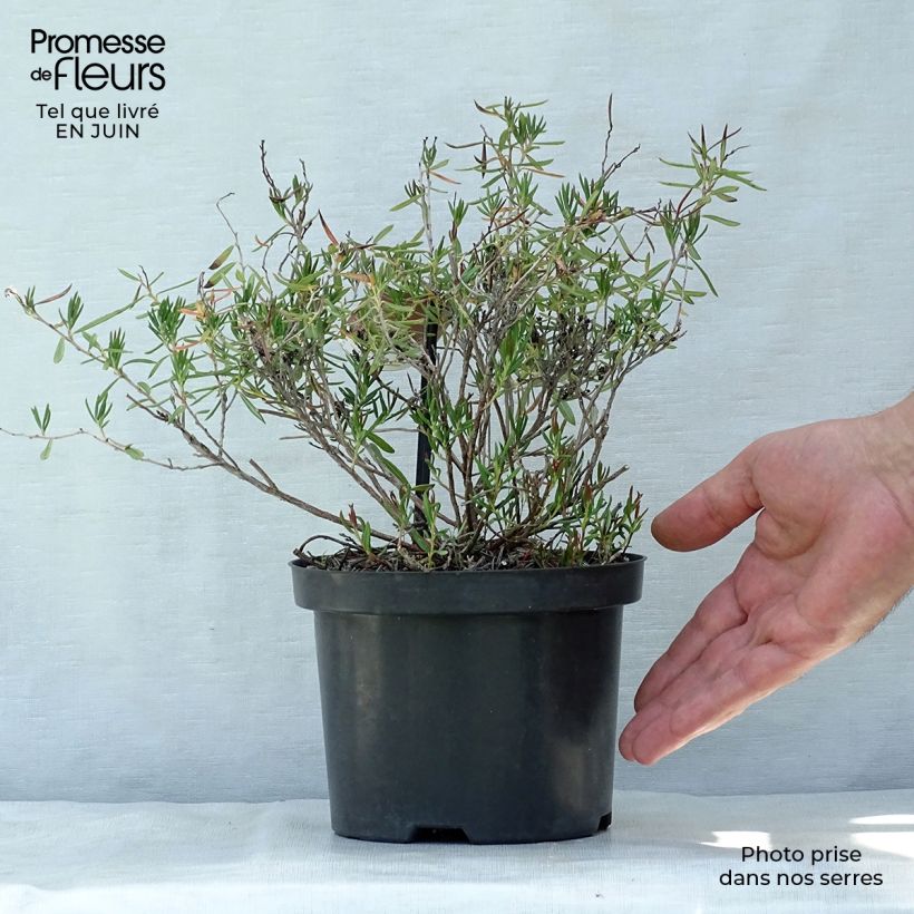 Spécimen de Andromède à feuillles de Polium - Andromeda polifolia Nikko Pot de 2L/3L tel que livré en été