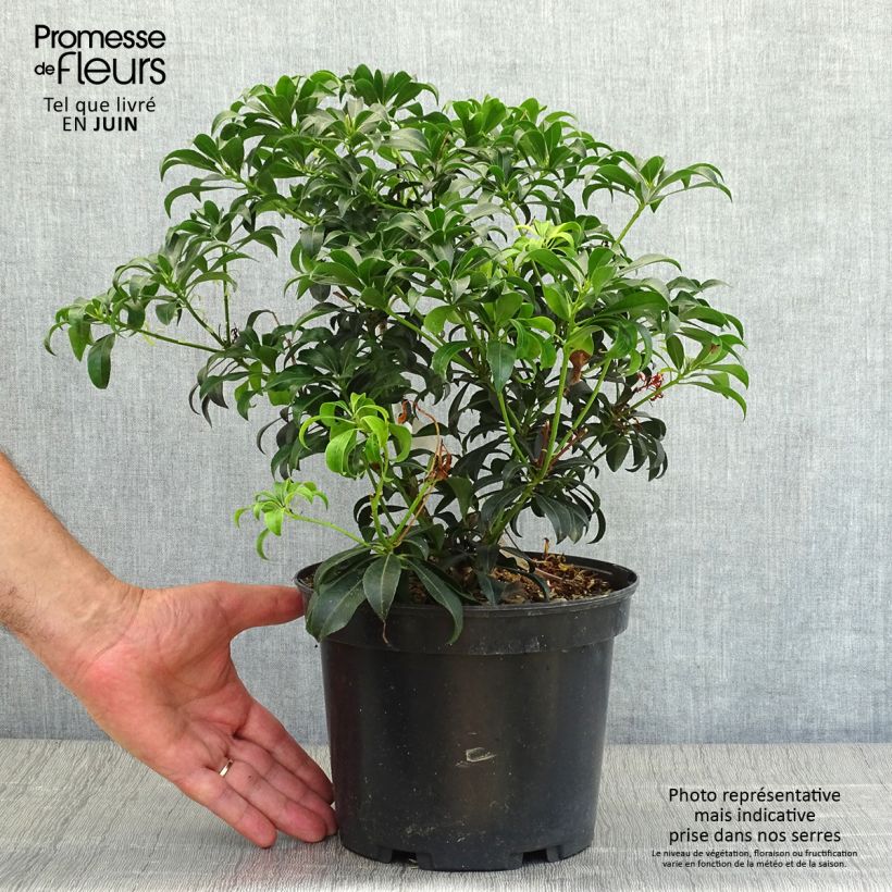 Spécimen de Andromède du Japon - Pieris Bonfire Pot de 3L/4L tel que livré en été