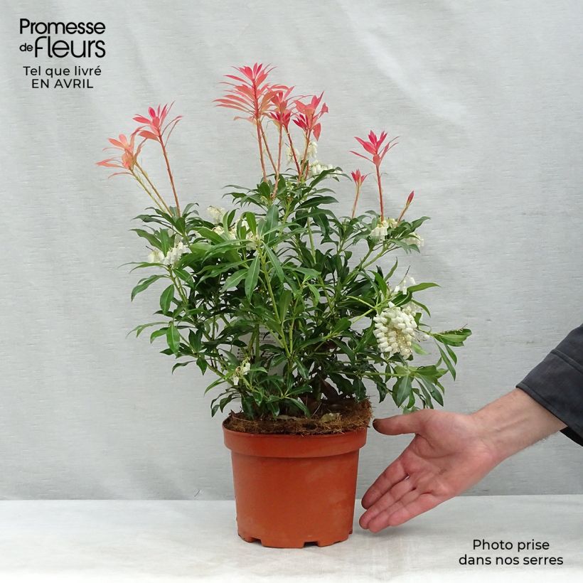 Spécimen de Andromède du Japon - Pieris japonica Forest Flame tel que livré au printemps